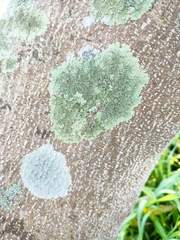 Lecanora strobilina
