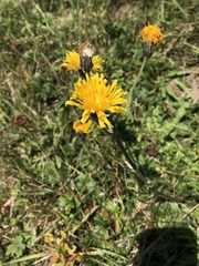 Crepis conyzifolia