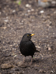 Turdus merula