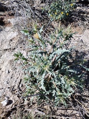 Mentzelia hirsutissima