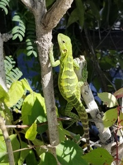 Ctenosaura hemilopha
