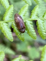 Araeopidius monachus