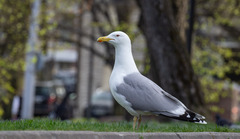 Larus argentatus