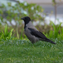 Corvus cornix