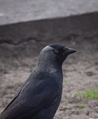 Corvus monedula
