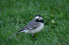 Motacilla alba