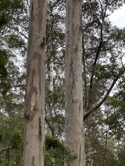 Eucalyptus diversicolor