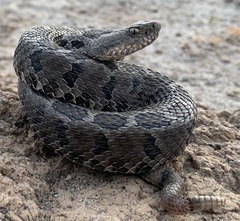 Crotalus ravus