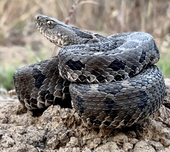 Crotalus ravus