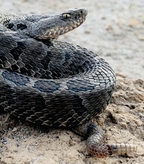 Crotalus ravus