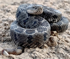 Crotalus ravus