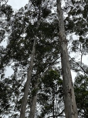Eucalyptus diversicolor