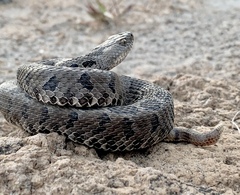 Crotalus ravus