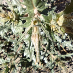 Mentzelia hirsutissima