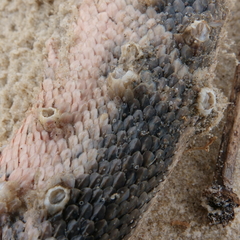 Platylepas ophiophila