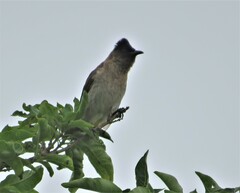 Pycnonotus barbatus layardi