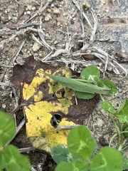 Atractomorpha sinensis