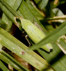 Draeculacephala minerva