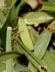 Draeculacephala minerva