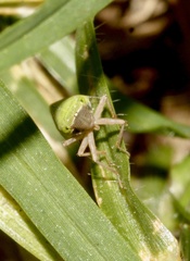 Draeculacephala minerva