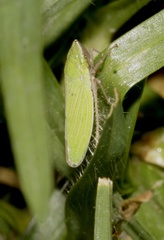 Draeculacephala minerva