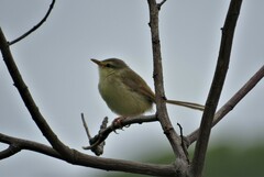 Prinia subflava pondoensis