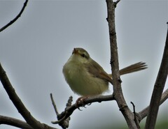 Prinia subflava pondoensis