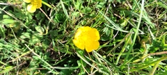 Ranunculus bulbosus