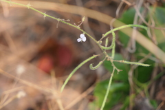 Desmodium scorpiurus