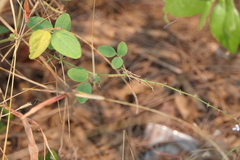 Desmodium scorpiurus