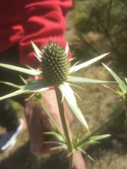 Eryngium