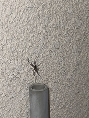 Steatoda nobilis