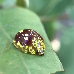 Paropsis maculata