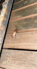 Agrianome spinicollis