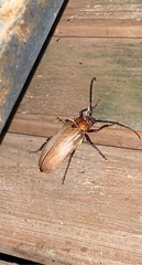 Agrianome spinicollis