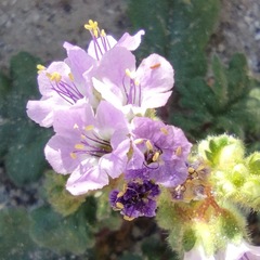 Phacelia crenulata minutiflora