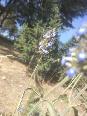 Salvia lavanduloides