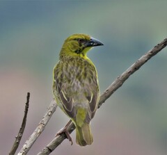 Ploceus cucullatus spilonotus