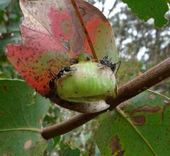 Apiomorpha spinifer