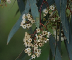 Eucalyptus largiflorens