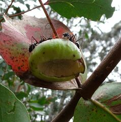 Apiomorpha spinifer