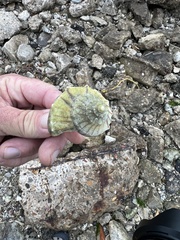 Sinistrofulgur pulleyi