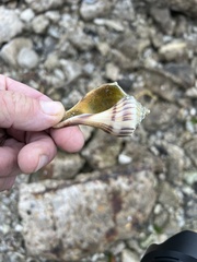 Sinistrofulgur pulleyi