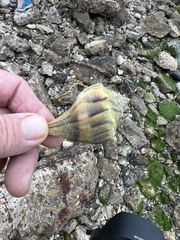 Sinistrofulgur pulleyi