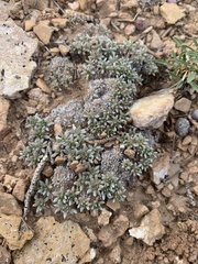 Eriogonum tumulosum