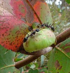 Apiomorpha spinifer