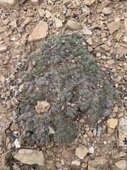 Eriogonum tumulosum