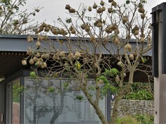 Ploceus cucullatus spilonotus