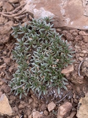 Eriogonum tumulosum
