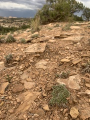 Eriogonum tumulosum